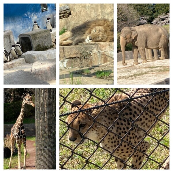 zoo