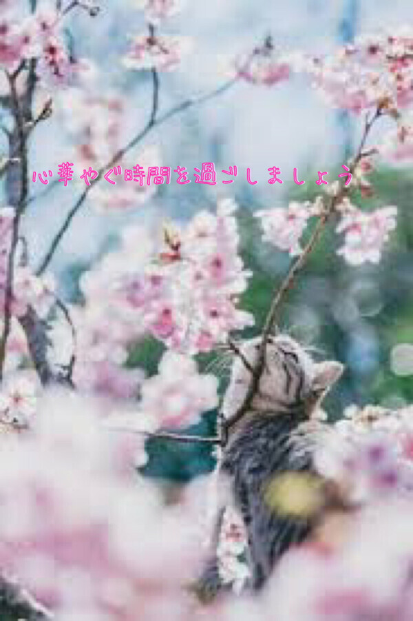 お花見日和🌸✨️
