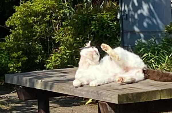 ひなたぼっこ