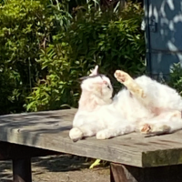 ひなたぼっこ