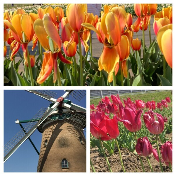 🌷🌷
