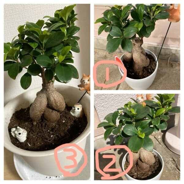 今日のガジュマル