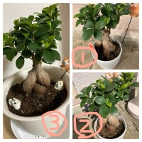 今日のガジュマル