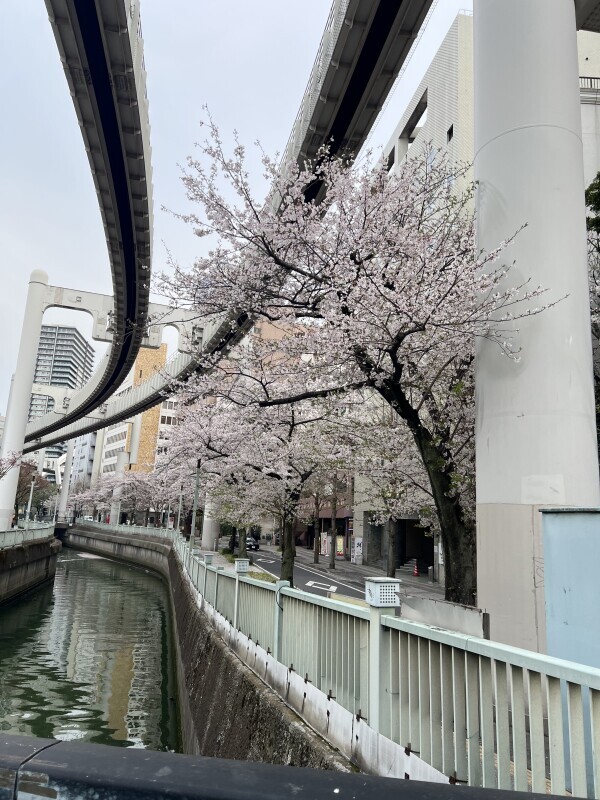🌸と栄町と今日と