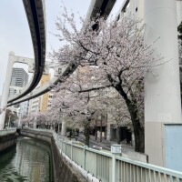 🌸と栄町と今日と