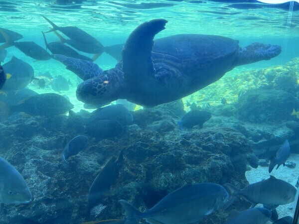 ゆったりのんびり🐢