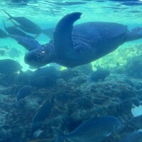ゆったりのんびり🐢