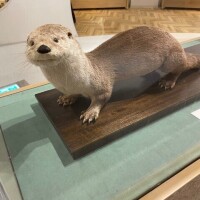 スタッフ　シヴァ