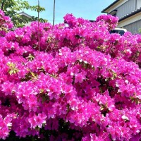 咲き誇れ🌺