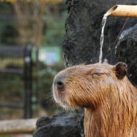 今週は、今日から出勤します✧*｡