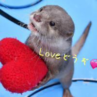 最近の癒し(* ´  ` *)ᐝ♡♡