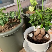 園芸日和