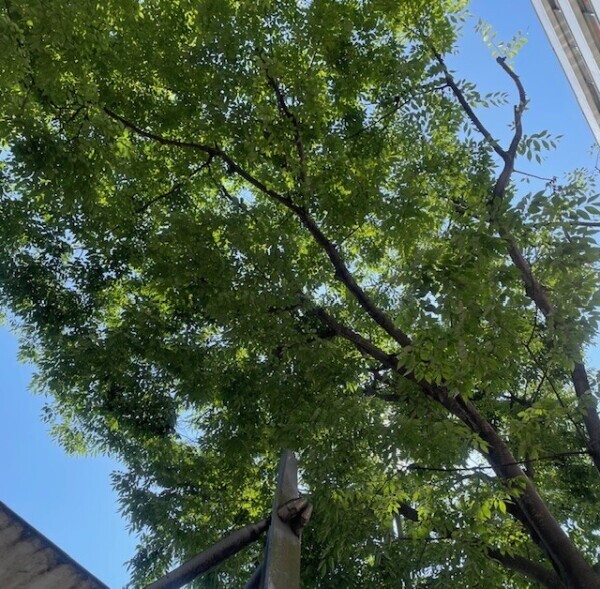 おはようございます（＾ω＾）
