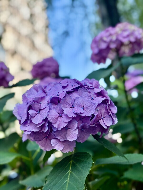 🌷🍀🌷