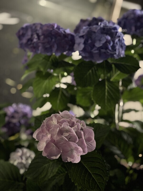 🩵💜