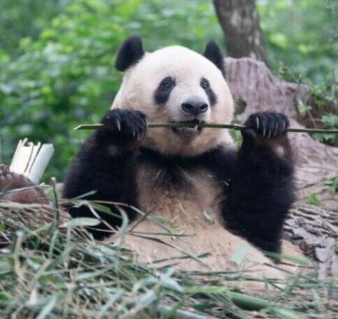 香香🐼