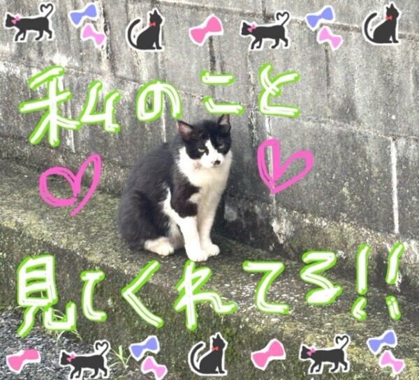 ぬこたん！！！
