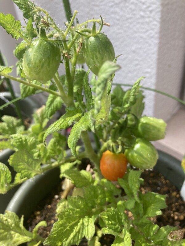 こんにちは