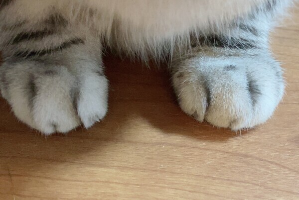 こんばんは