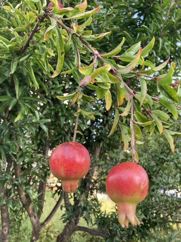 おはようございます