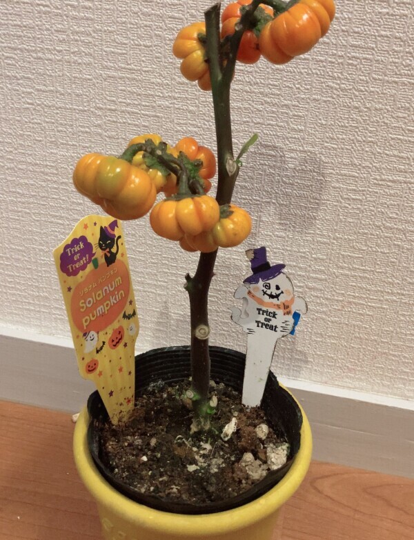 こんばんは