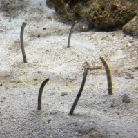 おはようございます