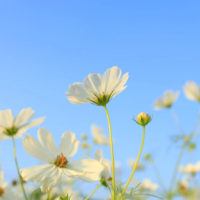 お疲れさまです🌼