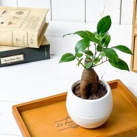 おやすみなさい