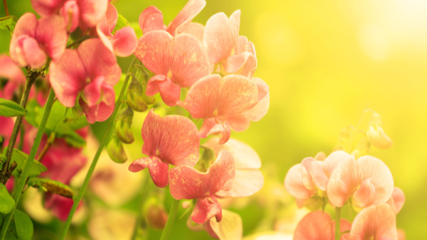 午後もがんばっていきましょう( ˶˘ᵕ˘˶ )و 