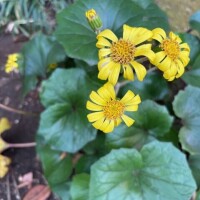 おはようございます