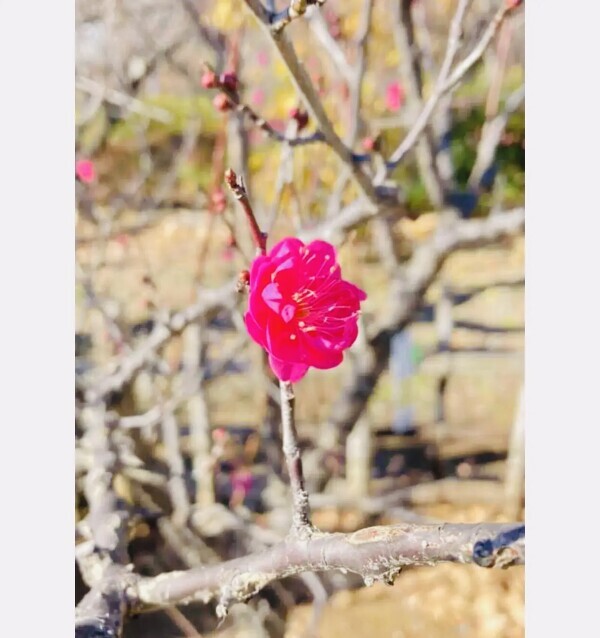 おはようございます♪