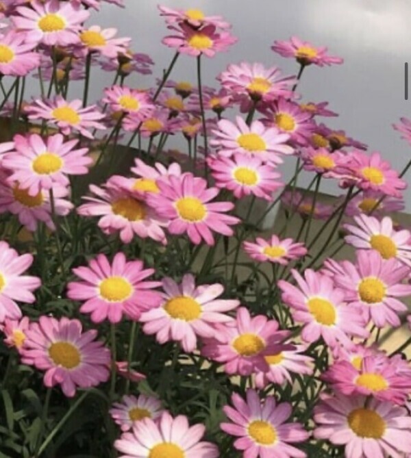 おはようございます