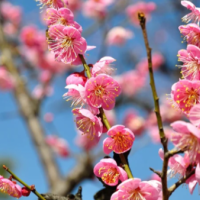 今夜は市原ルームです