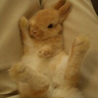 🐰