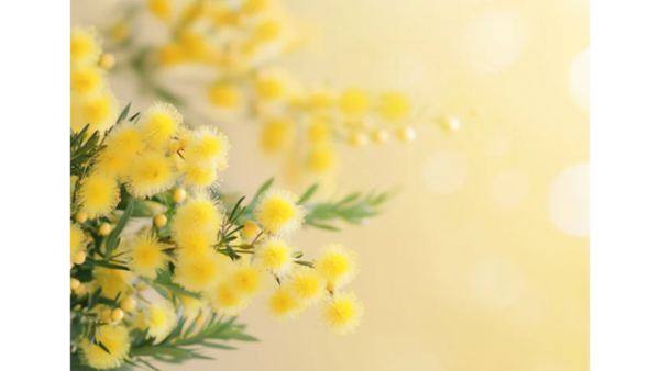 今夜市原ルームお待ちしてます