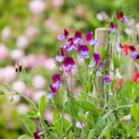 今夜市原ルームお待ちしてます
