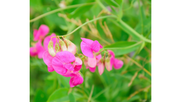 おはようございます