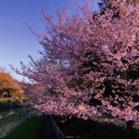 ありがとうございました🌸