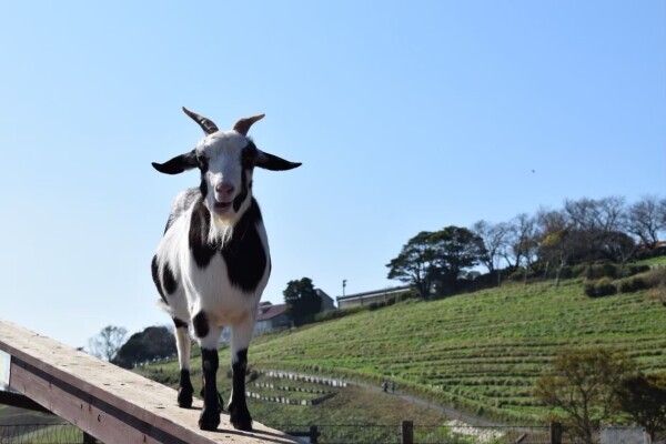 おはようございます☀