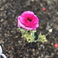 おはようございます🌸