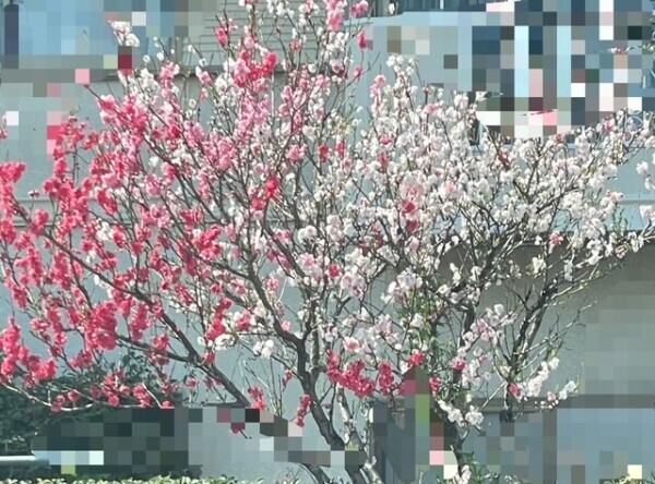 きれい🌸