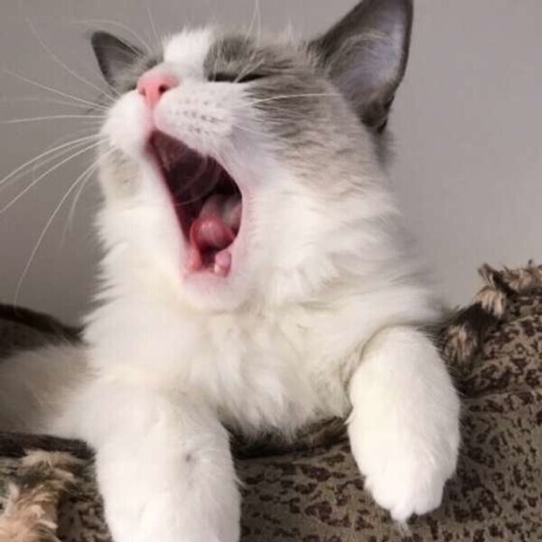 おはよーさん