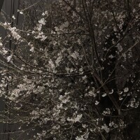 こんばんは