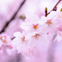 今夜市原ルームです