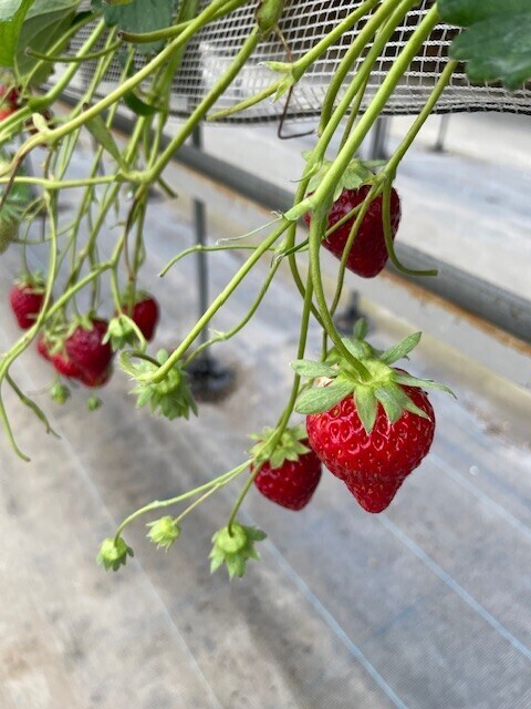 🍓❤️