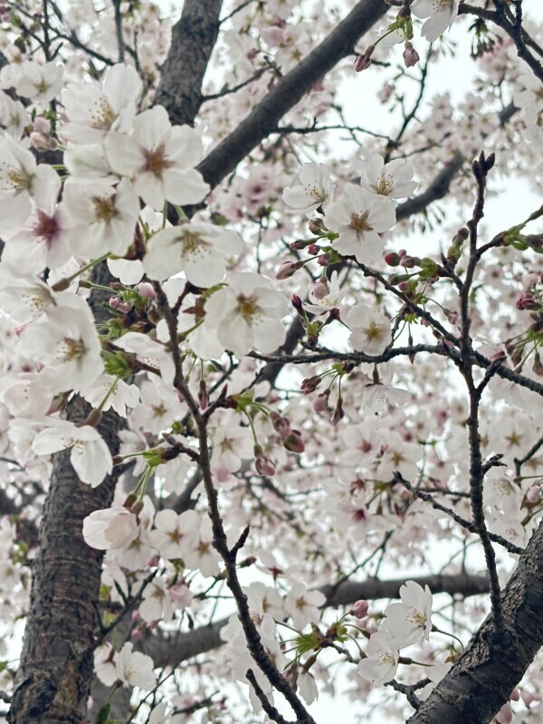 🌕🌸