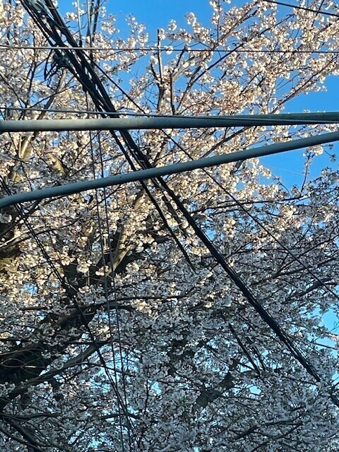 サクラ🌸