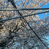 サクラ🌸