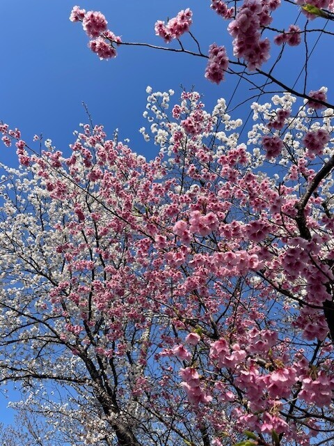 こんにちは🌸