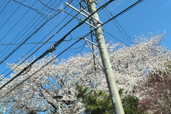 🌸🫶🌸